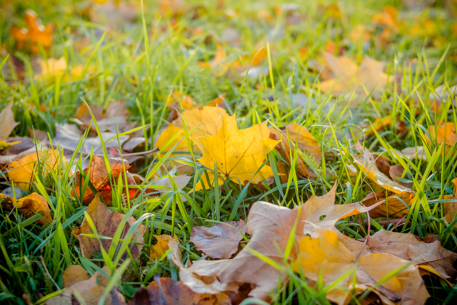 Buysod Should You Rake Or Mulch Leaves In The Fall